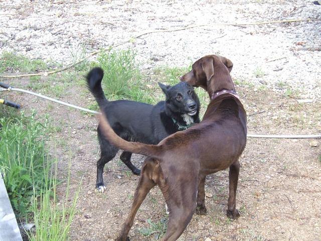 John McCarthy's dog and Buster play.