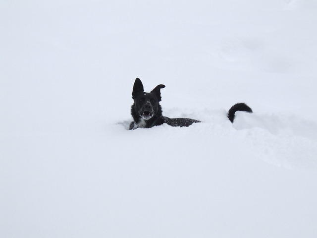 Buster loves the snow, especially when there is enough to almost cover him. The front yard definitely has almost enough.