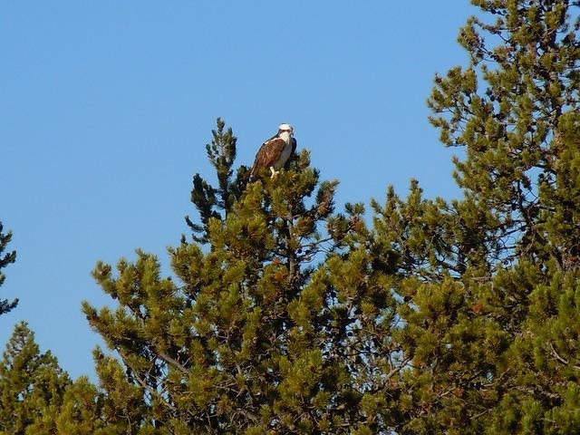 9/30 Patty got the best picture of our first glimpse of wildlife.