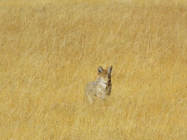 Our first coyote; he blends in well!