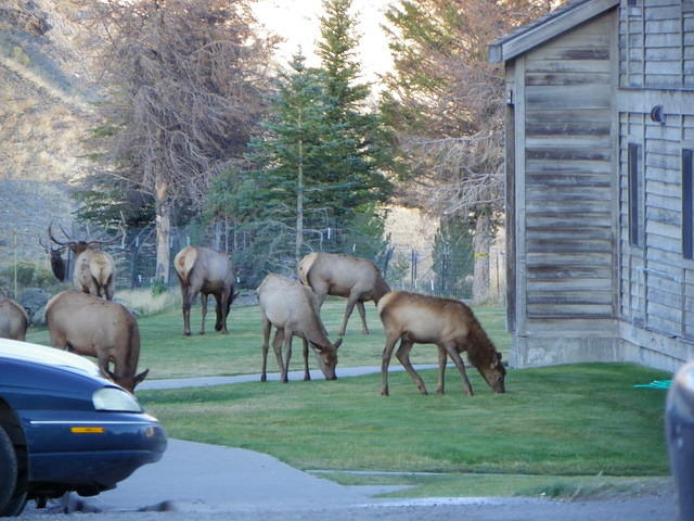 Our second night at the North Entrance lodge included visitors. It almost looks like a mirror image with the two bucks facing ea