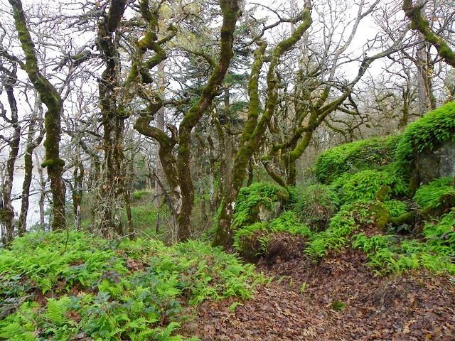 It looks rather like a jungle, but it is only the path by our hotel.