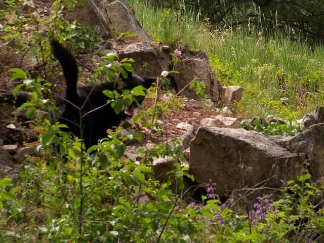 Buster's entertainment was chasing small animals. We had to call him every ten minutes to make sure he didn't wander too far.