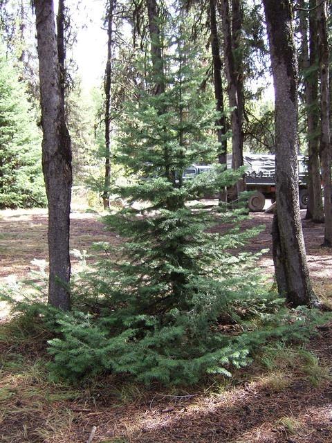 This little tree is doing all it can to survive by spreading its branches to get as much light as possible.