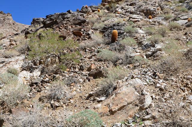 Another of my favorite cacti.