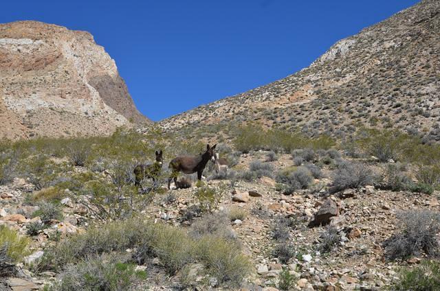 Some of the many burros we saw.
