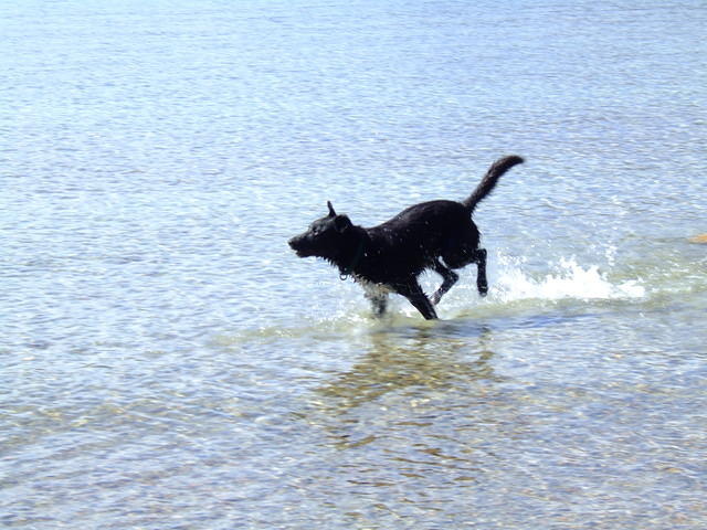 Buster loves the water especially when he is chasing sticks.