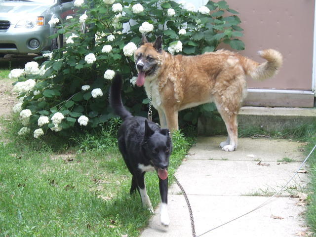 Craig's dog got along with Buster, but he wonders why he is the one tied up.