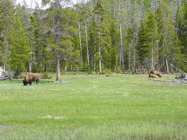 Another meadow with buffalo. We saw a lot of them! 