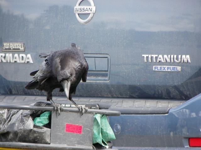 Another parking lot with more ravens. This one is checking the car for food.