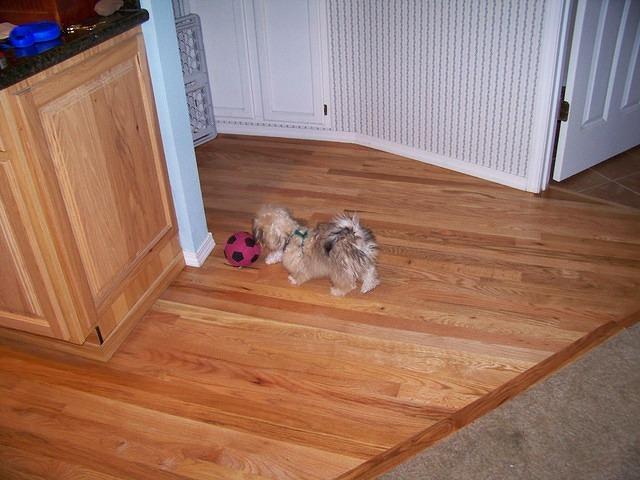 Gidget likes Buster's ball. It is almost as big as she is.
