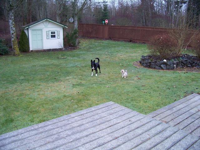 Patty's backyard by Seattle. Her puppy, Gidget, wants to play with Buster. He is leery.