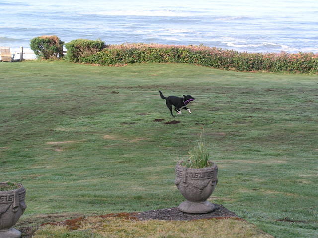 Buster playing in the lawn at our hotel.