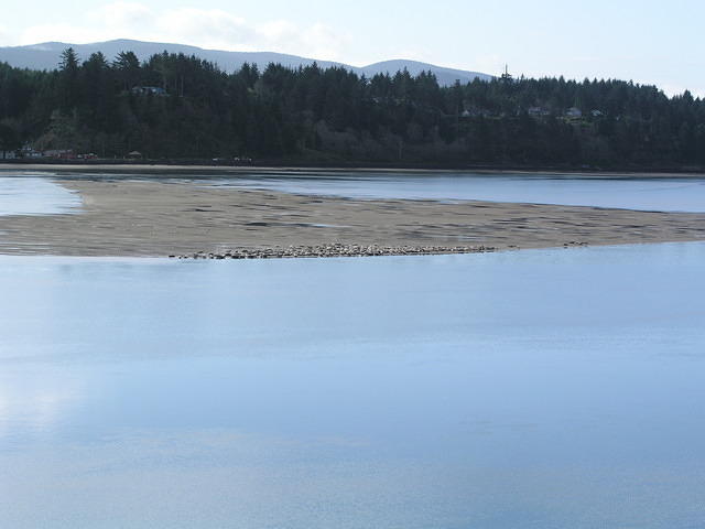 Seals on a sand bar at low tide.
