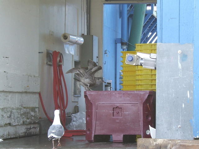 Sea gulls and other birds know that fish are cleaned right on the pier, so they wait impatiently for scraps to be thrown away. I