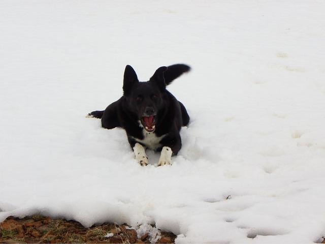 Buster liked the snow at the top. Can't say if he enjoyed the ride.