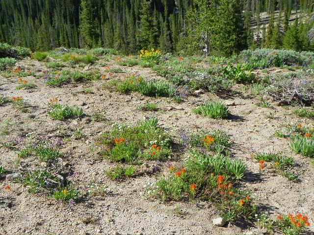 I especially like the yellow ones, but their time is almost up.