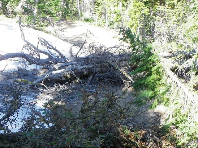 A bird's eye view of the tree.