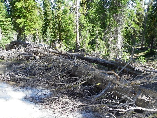 Doesn't everyone want this tree to block their path?