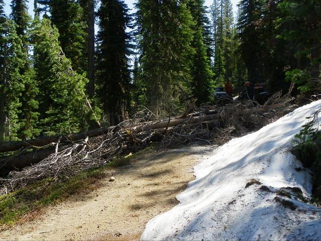 I liked taking pictures of this tree. It was truly impressive.