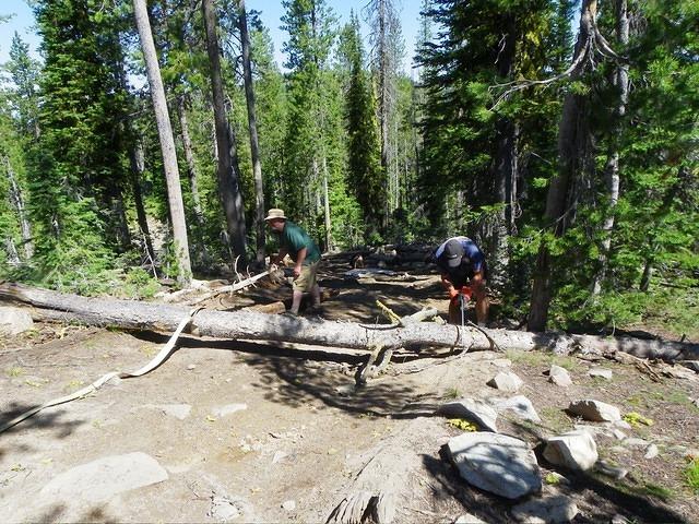 Dave is sawing and Curtis is tying the strap so Christian can move the tree.