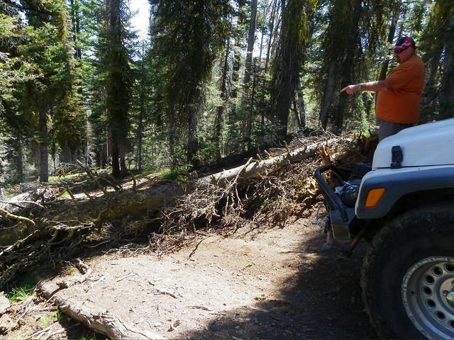 Oh no! another tree in the road. thank goodness for tow straps, but the saws are getting dull.