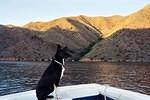Buster loves boating as long as you dont go to fast