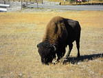 Judy got the buffalo close to the road