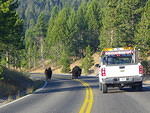 Had to make a sudden stop for two buffalos blocking the road.
