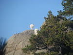 October 3rd was Mt. Rushmore day. The mountain goats Judy got on camera were much more thrilling than the heads.