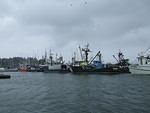 A lot of fishing boats dock in Newport.