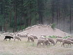 Herd of sheep that came a visiting.
