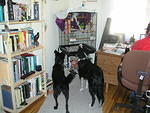 Heather's dog Pappy and Buster enjoy taunting the bird. The bird is not bothered.