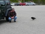 The ravens always come begging for food.