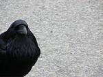 The look rather meanacing! Quoth the raven 'Never more'