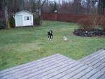 Patty's backyard by Seattle. Her puppy, Gidget, wants to play with Buster. He is leery.