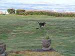 Buster playing in the lawn at our hotel.