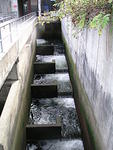 The fish ladder by the locks.