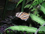 A butterfly in the Butterfly House at the seattle Center.