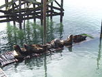 Day three found us in Newport. We looked in gift shops and walked around some piers. We got to see some sea lions relaxing in th