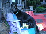 Buster was not comfortable sitting on the rainbow bench. He would rather be running.