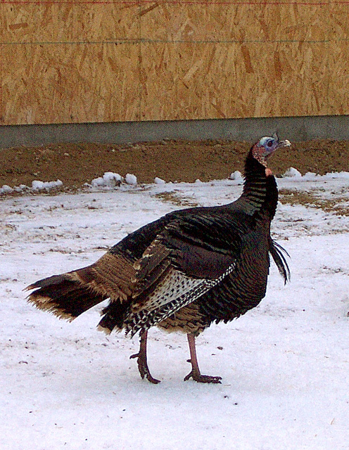 turkeys come in the winter too