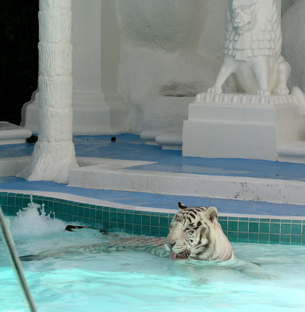 White tigers in the Mirage 