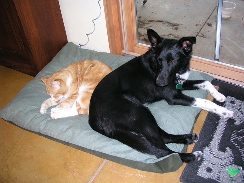 Buster and Orangie sharing the dog's bed    