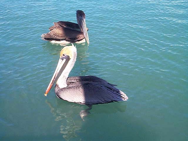 Pelicans In the Harbor at Key West